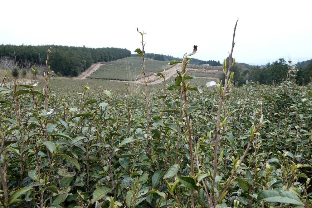 New tea buds are emerging in early spring of Mr. Amano's natural tea farm on top of the mountain. Soon it is the first trimming season to prepare for the new harvest.