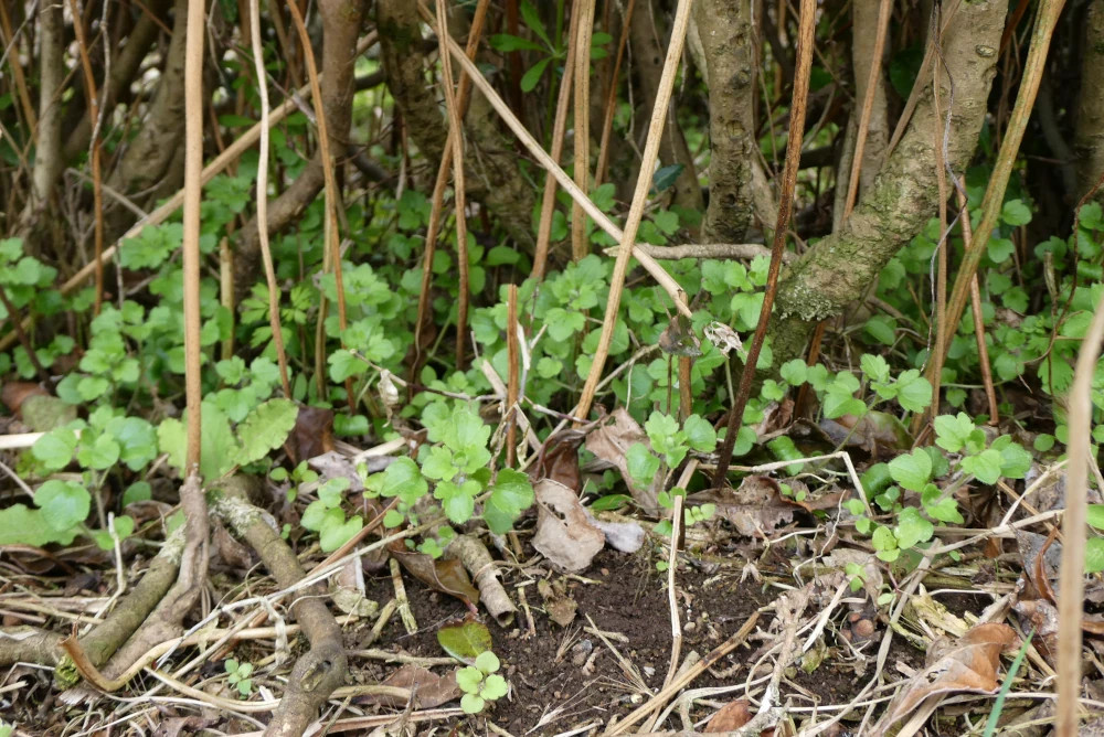 Spring herbs covering the bottom of tea plants. Small spring herbs like this provide a natural soil protection.