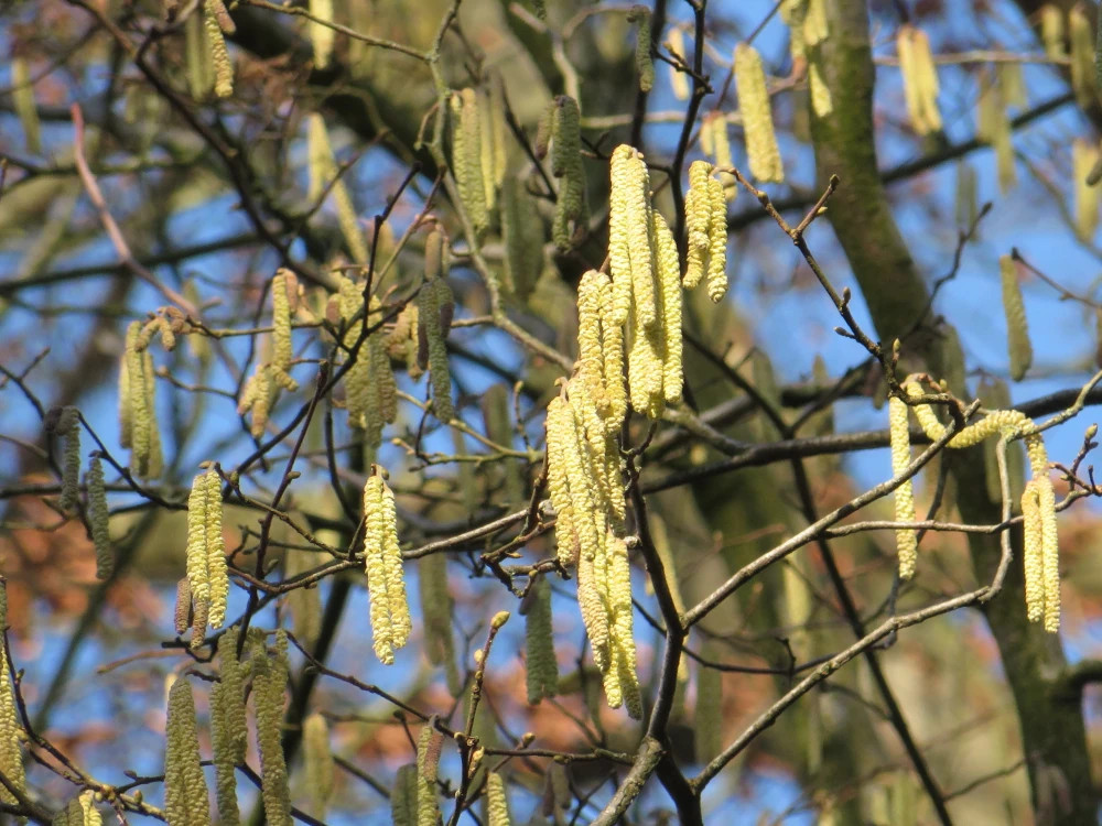 Many small flowers hanging on the branches as if they are decorating the trees.