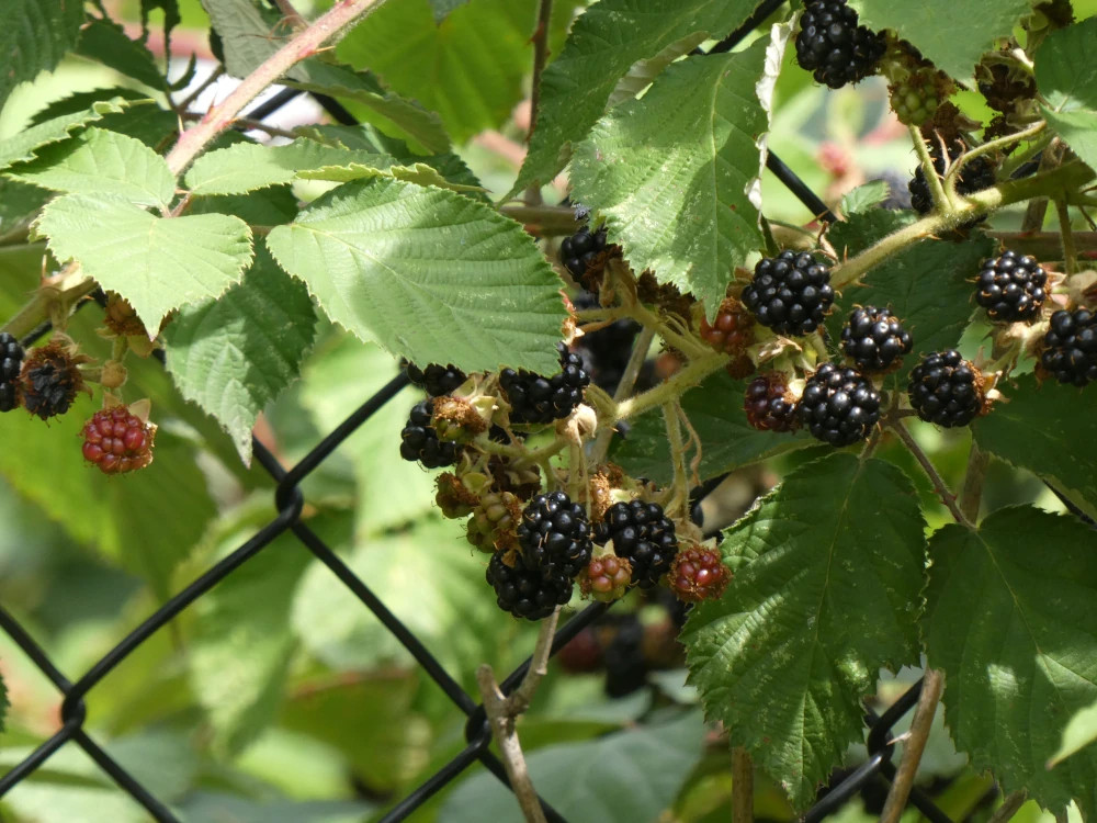 Blackberries growing over the fence at the riverside of the canal in Mechelen.