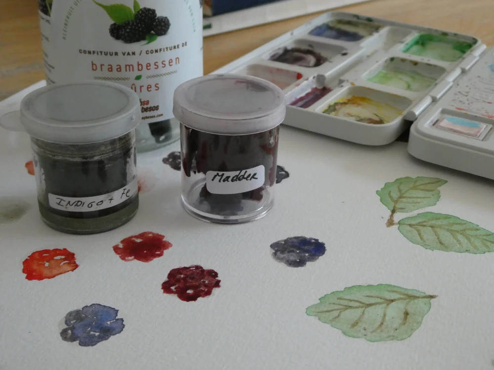aquarelle drawing of blackberries and the natural paints used for this piece.